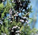 juniperusvirginiana.jpg