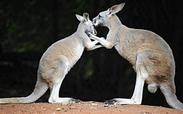 kangaroos.jpg