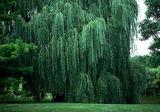 willowweeping.jpg