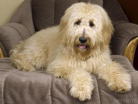 goldendoodle.jpg