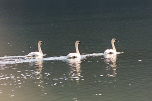 trumpeterswans.jpg